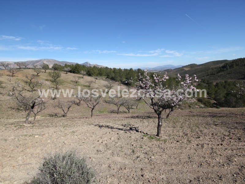 LVC121: Granja Pequeña en venta en Fontanares, Murcia