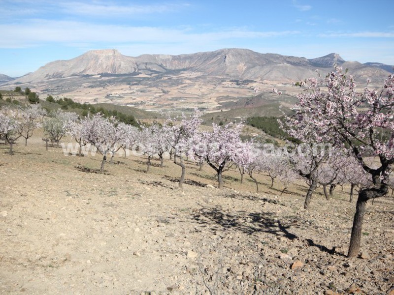 LVC121: Granja Pequeña en venta en Fontanares, Murcia