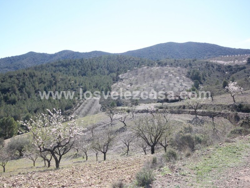 LVC121: Granja Pequeña en venta en Fontanares, Murcia