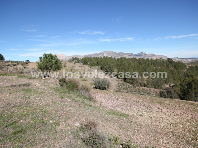 LVC121: Granja Pequeña en venta en Fontanares, Murcia