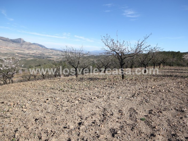 LVC121: Granja Pequeña en venta en Fontanares, Murcia