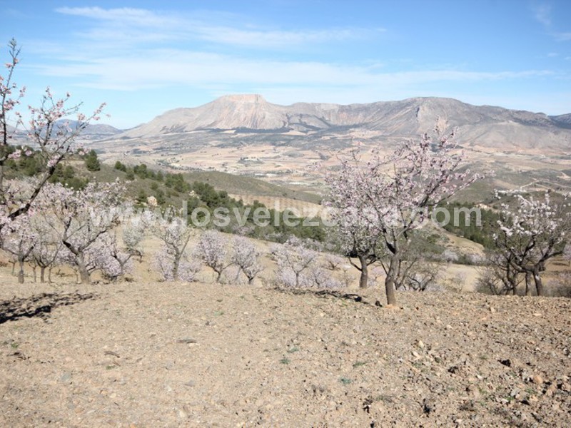 LVC121: Granja Pequeña en venta en Fontanares, Murcia