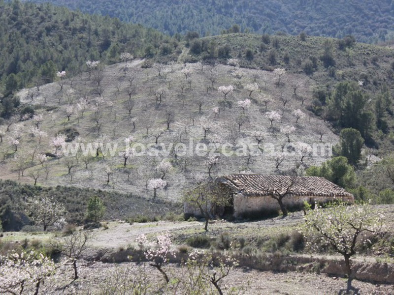 LVC121: Granja Pequeña en venta en Fontanares, Murcia