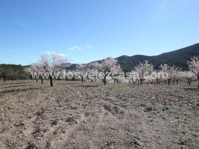 LVC121: Granja Pequeña en venta en Fontanares, Murcia