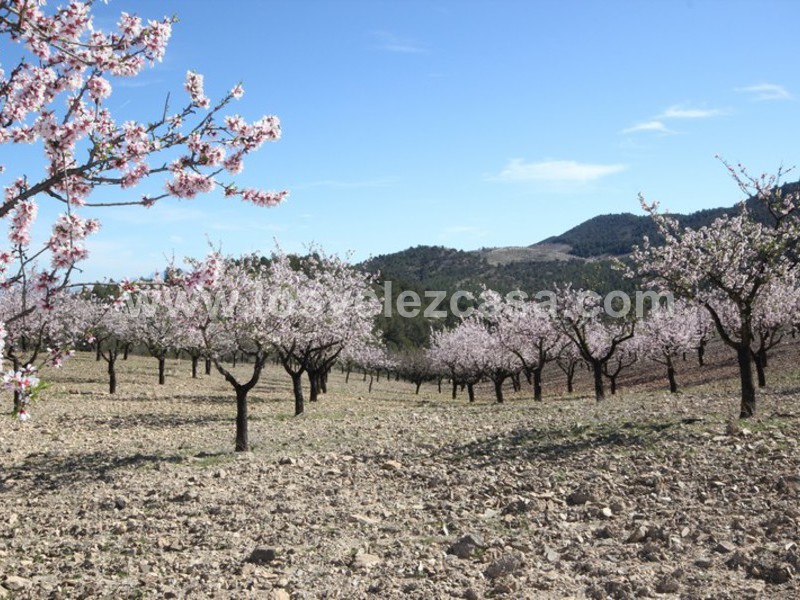 LVC121: Granja Pequeña en venta en Fontanares, Murcia