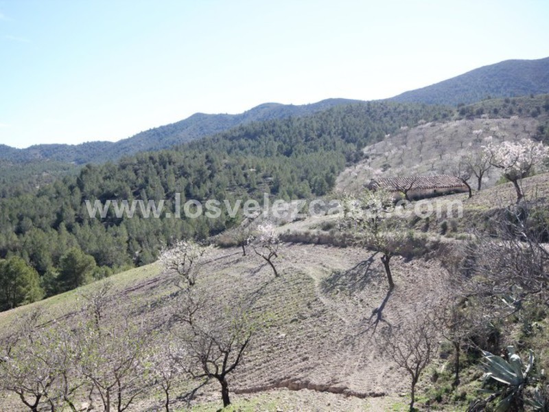 LVC121: Granja Pequeña en venta en Fontanares, Murcia