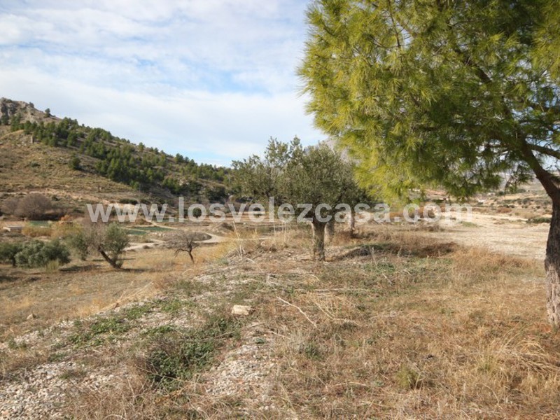 LVC193: Small Holding for sale in Velez-Blanco, Almería