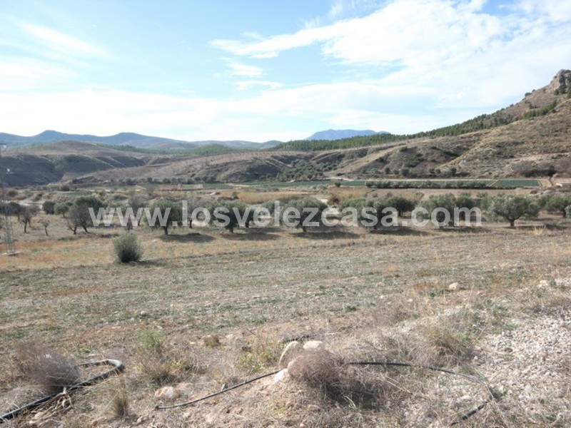 LVC193: Small Holding for sale in Velez-Blanco, Almería