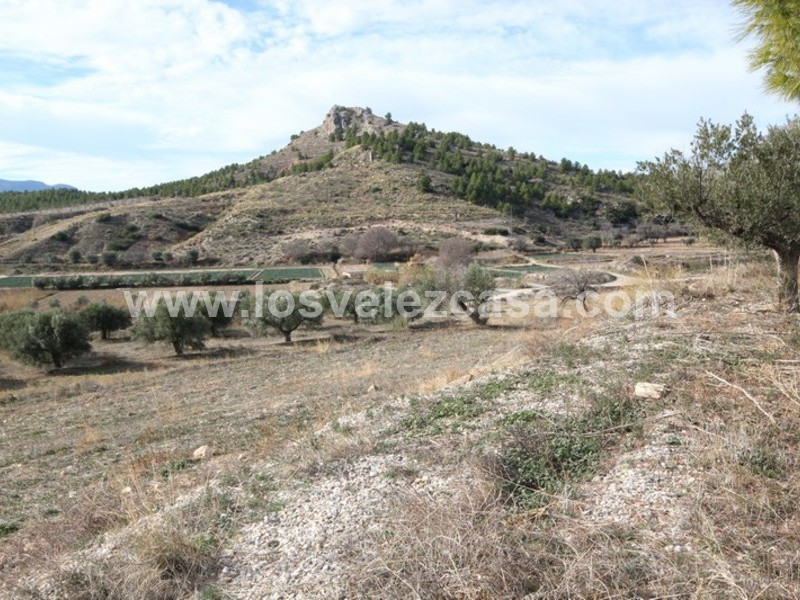 LVC193: Small Holding for sale in Velez-Blanco, Almería