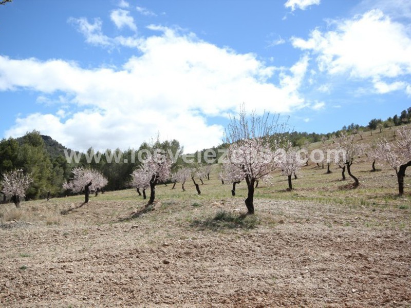 LVC298: Small Holding for sale in Velez-Rubio, Almería