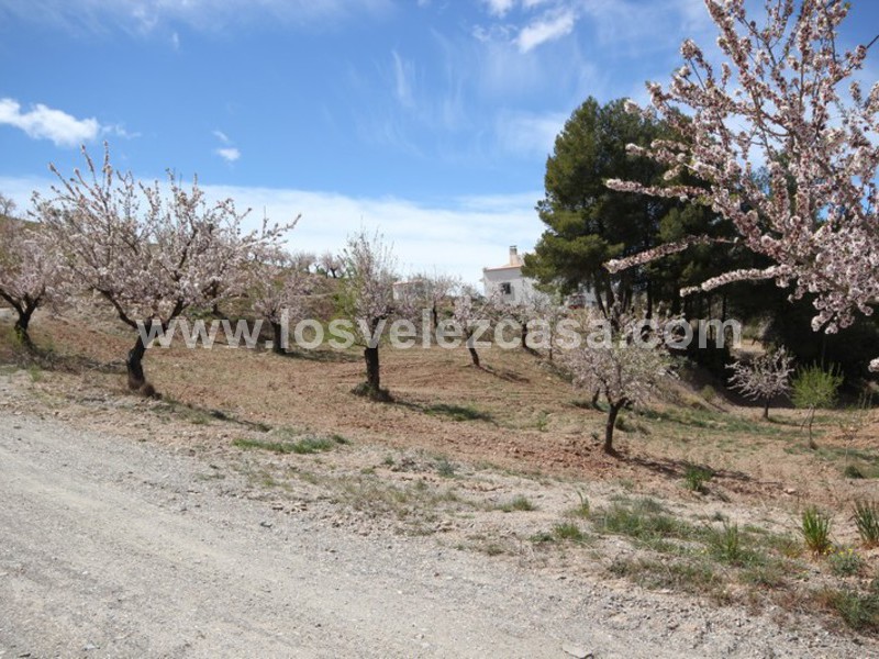 LVC298: Small Holding for sale in Velez-Rubio, Almería