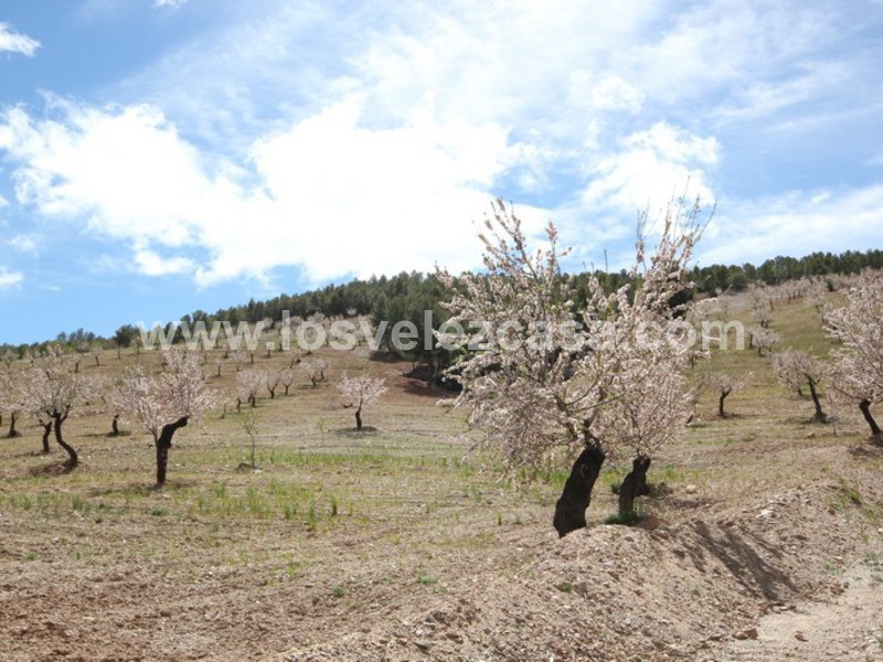 LVC298: Small Holding for sale in Velez-Rubio, Almería