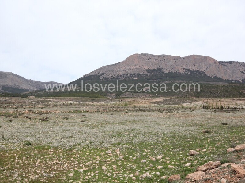 LVC333: Land for sale in Velez-Rubio, Almería