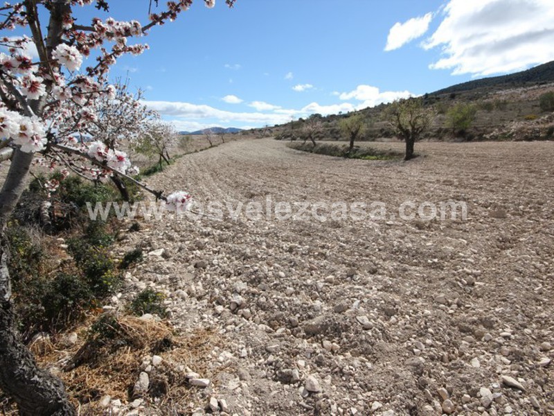 LVC366: Casa de Campo Adosada en venta en Topares, Almería