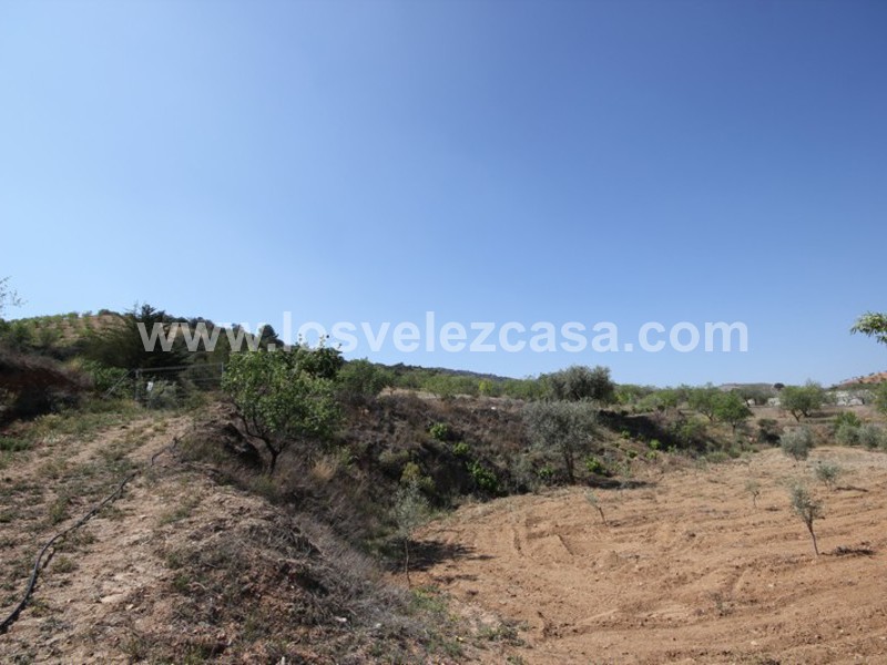 LVC376: Small Holding for sale in Velez-Rubio, Almería