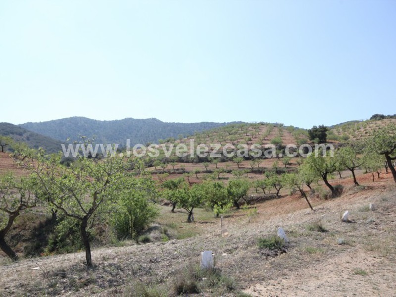 LVC376: Small Holding for sale in Velez-Rubio, Almería