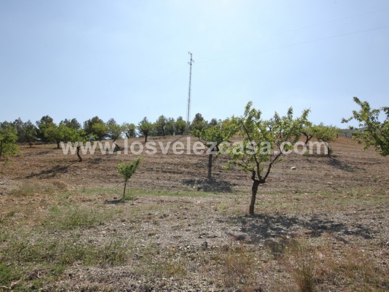 LVC376: Small Holding for sale in Velez-Rubio, Almería