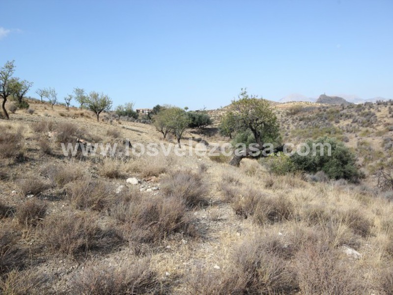 LVC388: Country Property to Reform for sale in Fontanares, Murcia