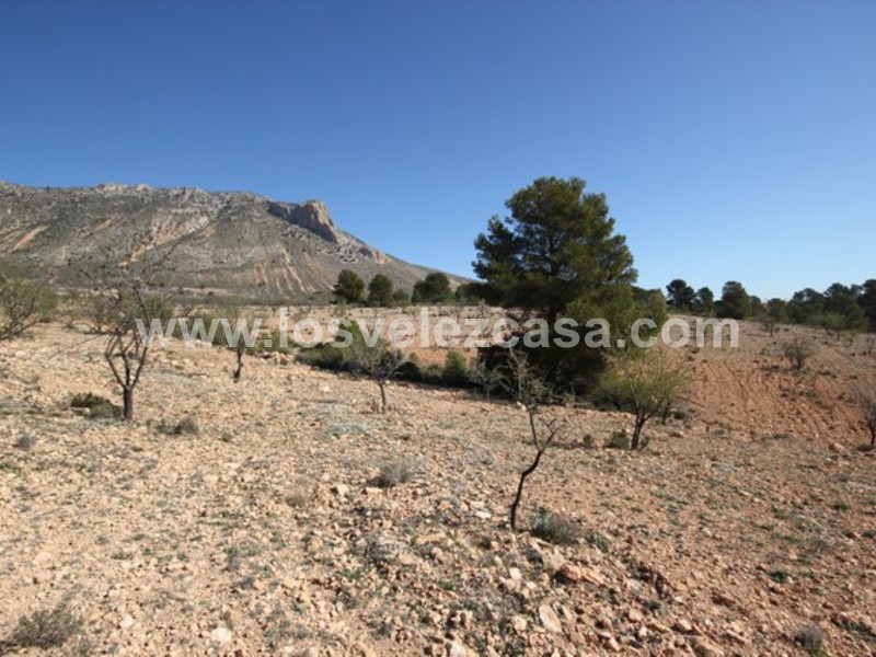 LVC429: Land for sale in Velez Blanco, Almería