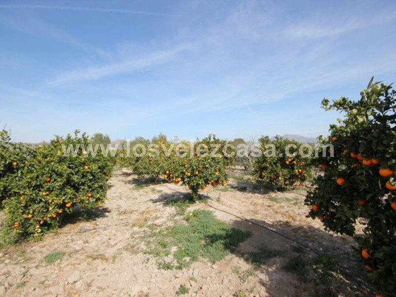 LVC430: Small Holding for sale in Puerto Lumbreras, Murcia