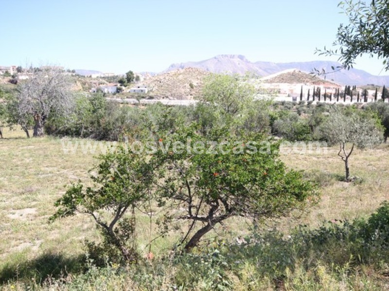 LVC438: Small Holding for sale in Velez Rubio, Almería