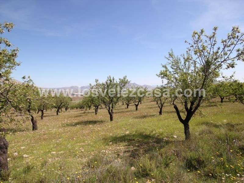 LVC444: Small Holding for sale in Velez Rubio, Almería