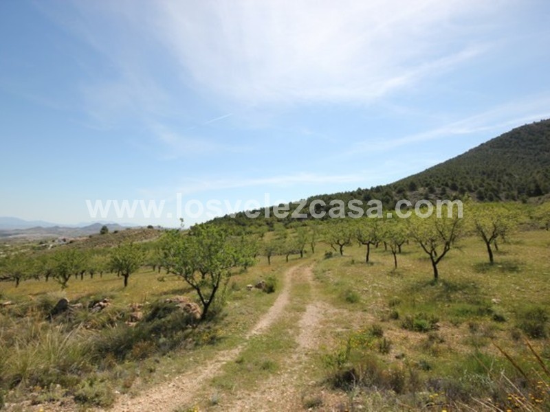 LVC444: Small Holding for sale in Velez Rubio, Almería