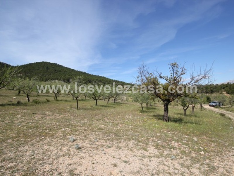 LVC444: Small Holding for sale in Velez Rubio, Almería