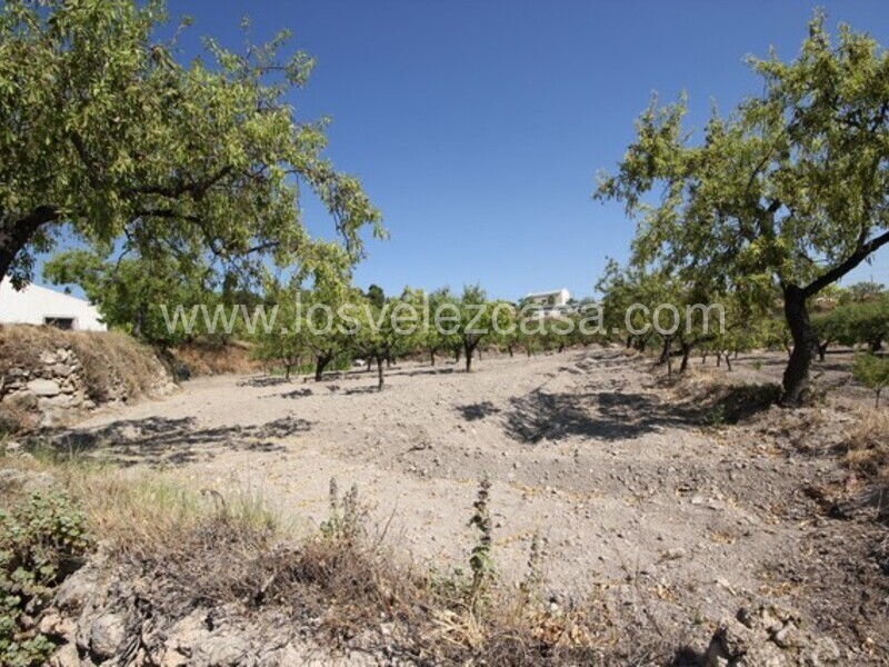 LVC462: Terreno en venta en Velez Blanco, Almería