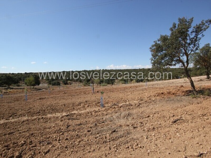 LVC470: Land for sale in Chirivel, Almería