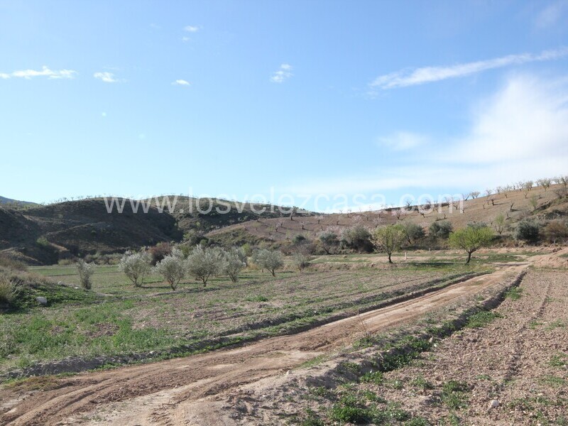 LVC475: Land for sale in Umbria, Murcia