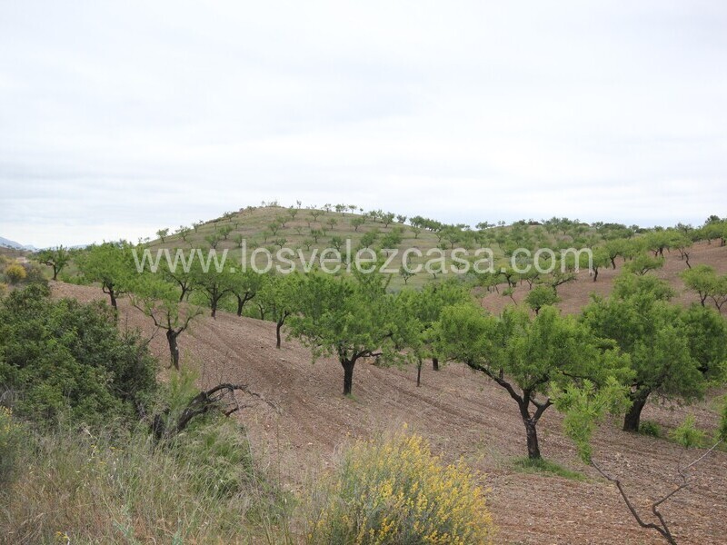 LVC480: Country Property to Reform for sale in Fontanares, Murcia