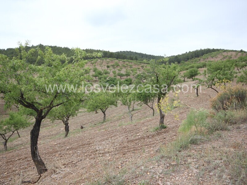 LVC480: Country Property to Reform for sale in Fontanares, Murcia