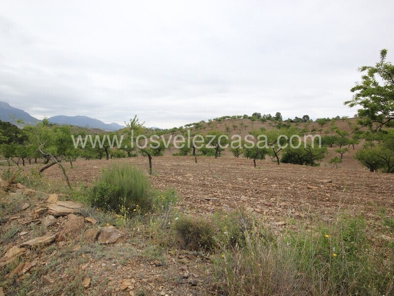 LVC480: Country Property to Reform for sale in Fontanares, Murcia