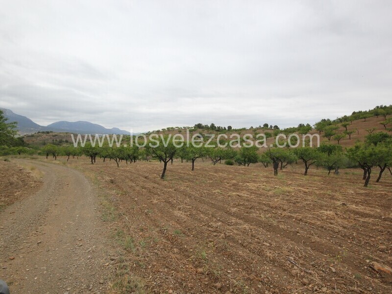 LVC480: Country Property to Reform for sale in Fontanares, Murcia