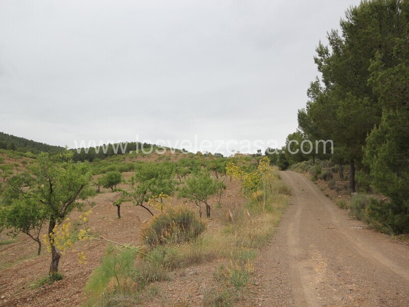 LVC480: Country Property to Reform for sale in Fontanares, Murcia