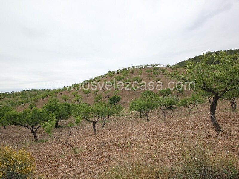 LVC480: Country Property to Reform for sale in Fontanares, Murcia