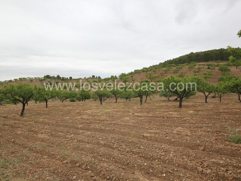 LVC480: Country Property to Reform for sale in Fontanares, Murcia