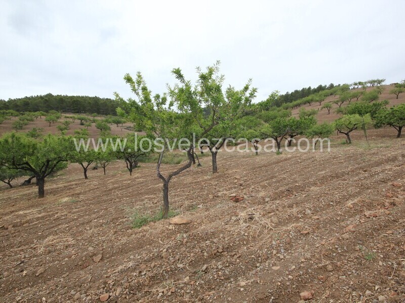 LVC480: Country Property to Reform for sale in Fontanares, Murcia