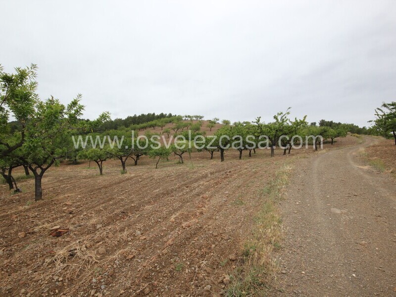 LVC480: Country Property to Reform for sale in Fontanares, Murcia