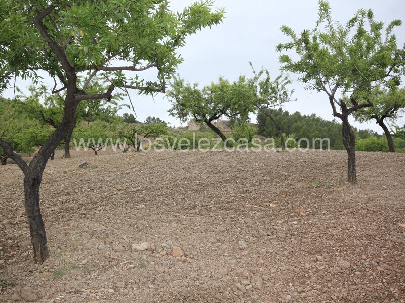 LVC480: Country Property to Reform for sale in Fontanares, Murcia