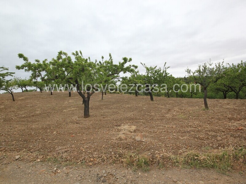 LVC480: Country Property to Reform for sale in Fontanares, Murcia