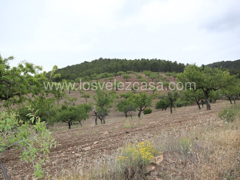 LVC480: Country Property to Reform for sale in Fontanares, Murcia