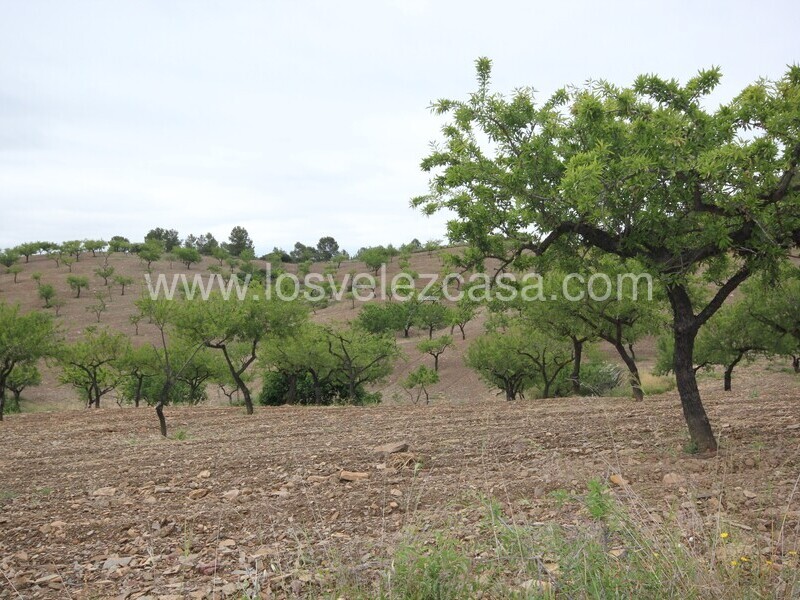 LVC480: Country Property to Reform for sale in Fontanares, Murcia