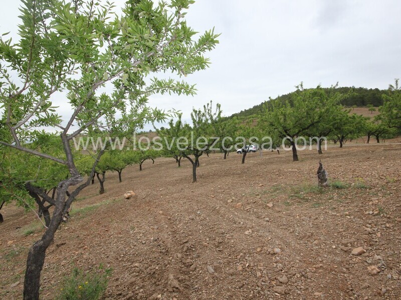 LVC480: Country Property to Reform for sale in Fontanares, Murcia