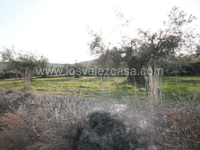 LVC492: Terreno en venta en Velez Blanco, Almería