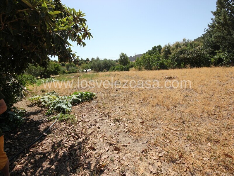 LVC497: Small Holding for sale in Velez Rubio, Almería