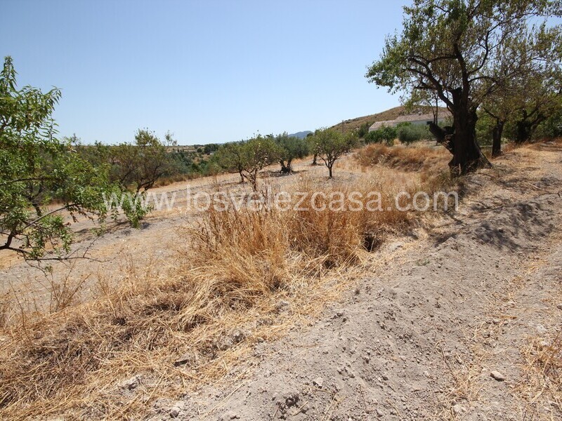 LVC498: Land for sale in Velez Blanco, Almería