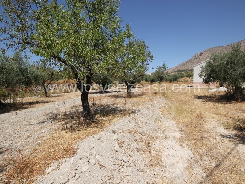 LVC498: Land for sale in Velez Blanco, Almería