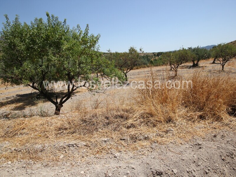 LVC498: Land for sale in Velez Blanco, Almería